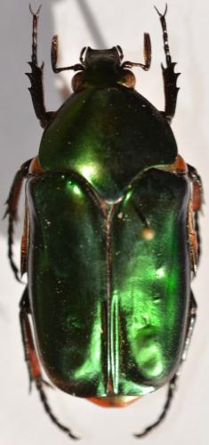Réf. 265 979 : Agestrata orichalca